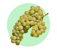 https://cdn.shopify.com/s/files/1/0691/1518/3332/files/Chardonnnay.png?v=1745928649
